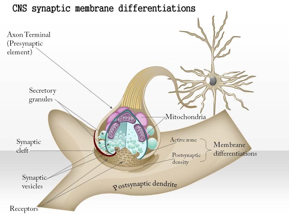 0914_cns_synaptic_membrane_differentiations_symmetrical_medical_images_for_powerpoint_Slide01