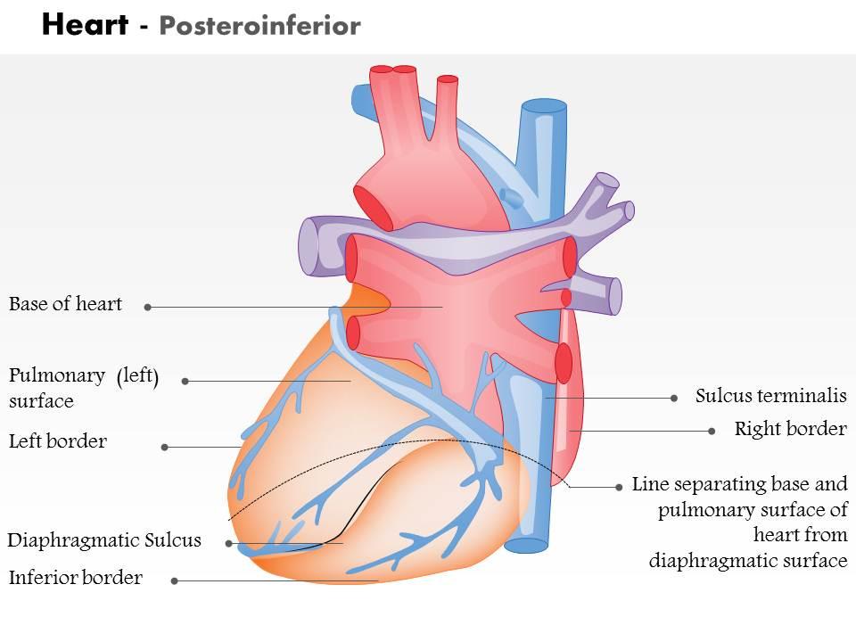 0914_heart_posteroinferior_medical_images_for_powerpoint_Slide01