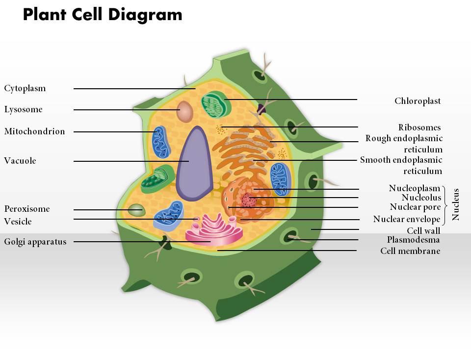 0914 Plant Cell Diagram Medical Images For PowerPoint | PowerPoint Slide  Clipart | Example of Great PPT | Presentations PPT Graphics