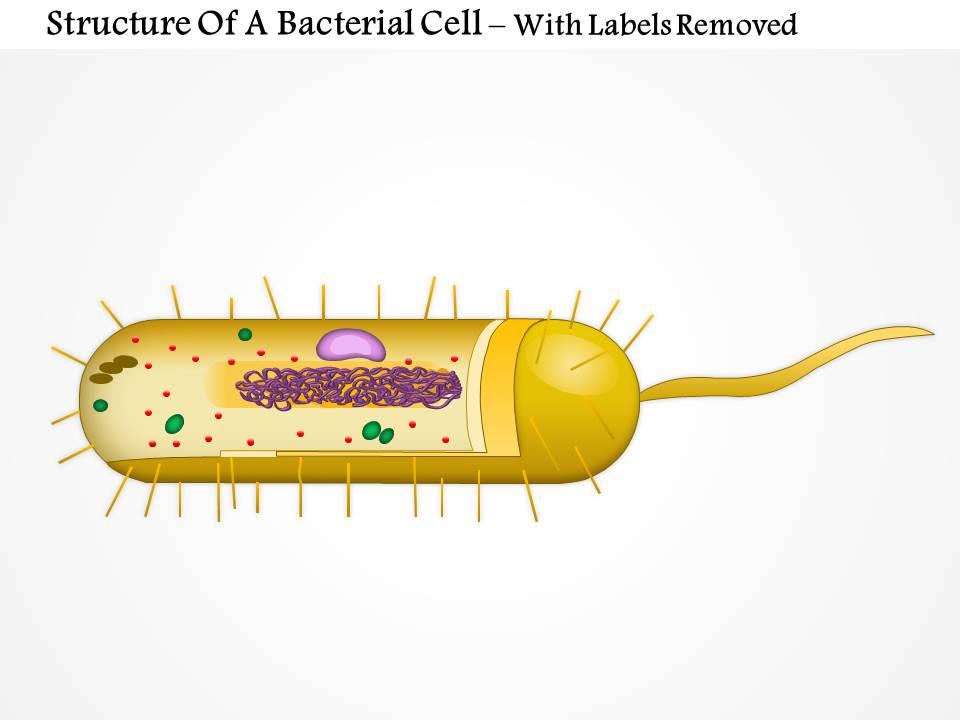 0914 Structure Of A Bacterial Cell Medical Images For ...