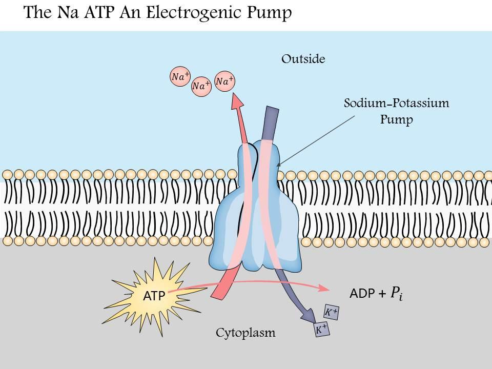 0914 The Na K Atpase An Electrogenic Pump Medical Images For PowerPoint