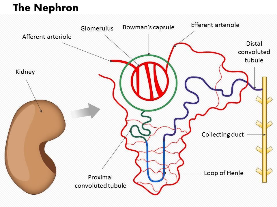 0914 the nephron medical images for powerpoint Slide01