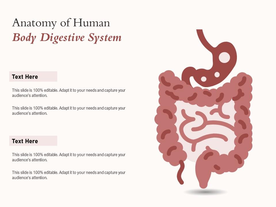 Anatomy of human body digestive system Slide01