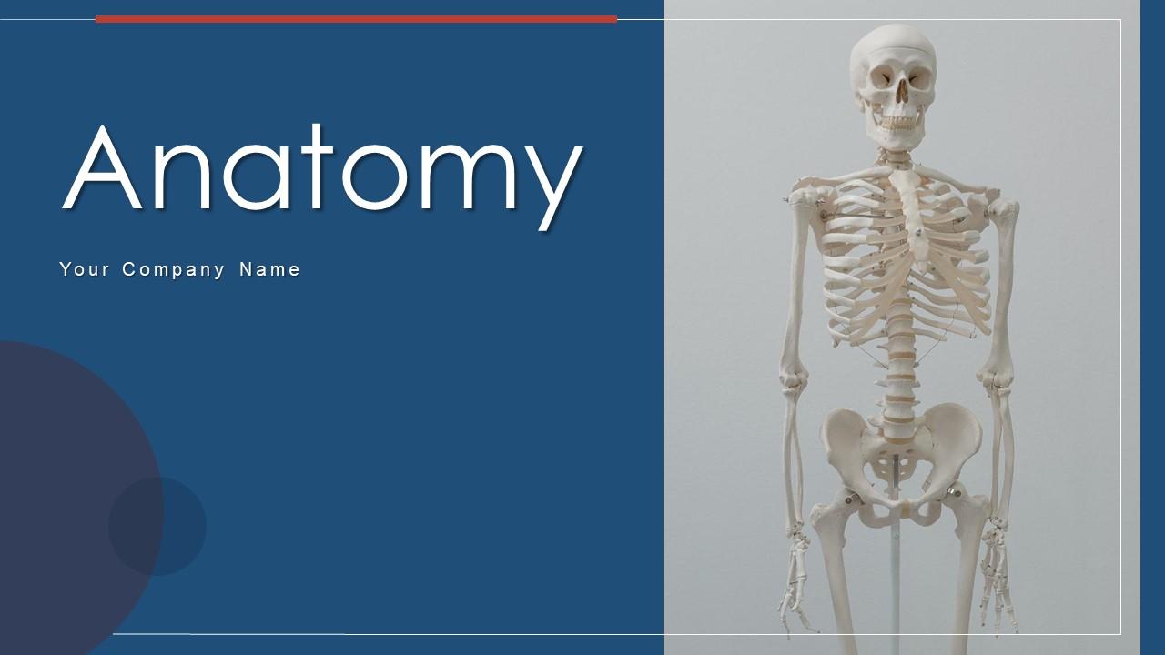 presentation templates anatomy