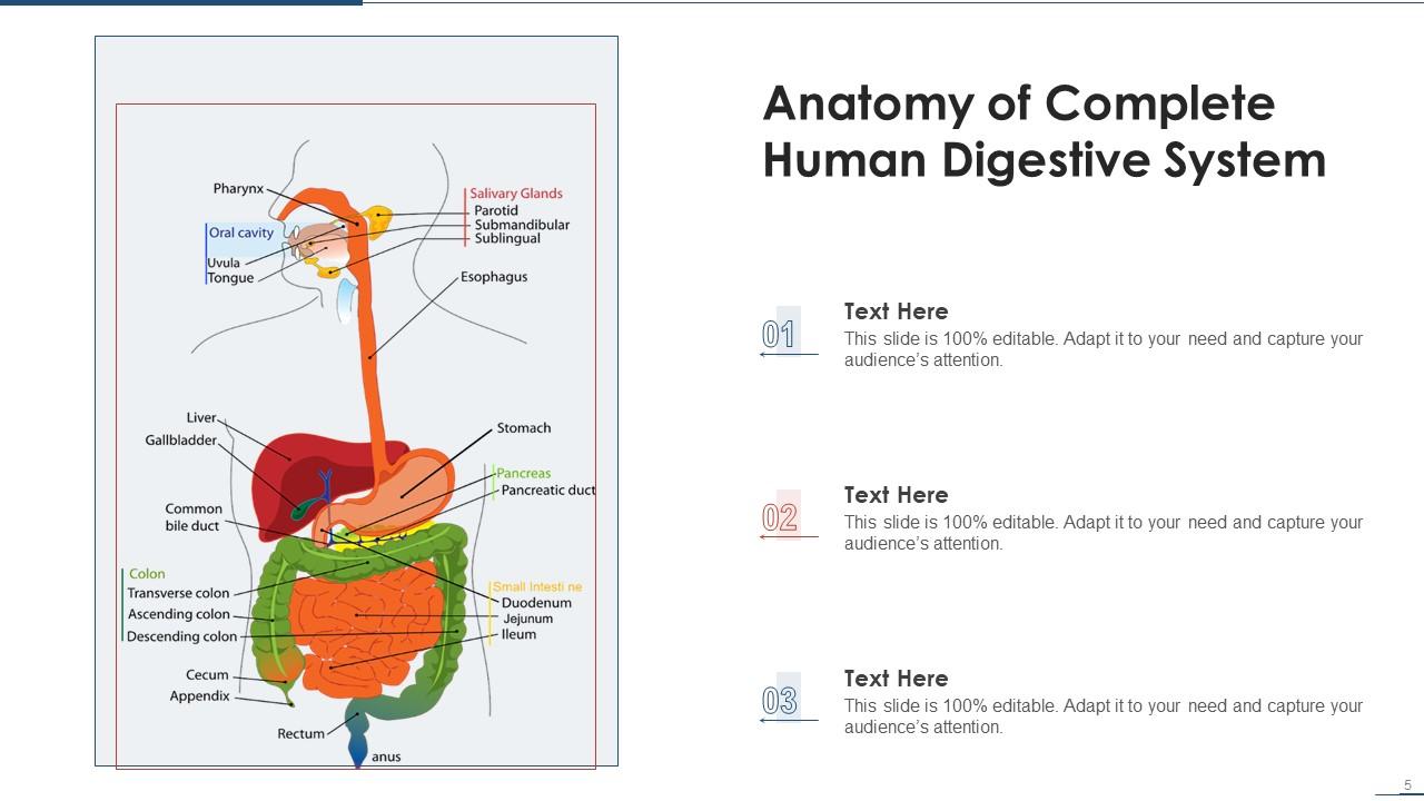 Anatomy Powerpoint Ppt Template Bundles | Presentation Graphics ...