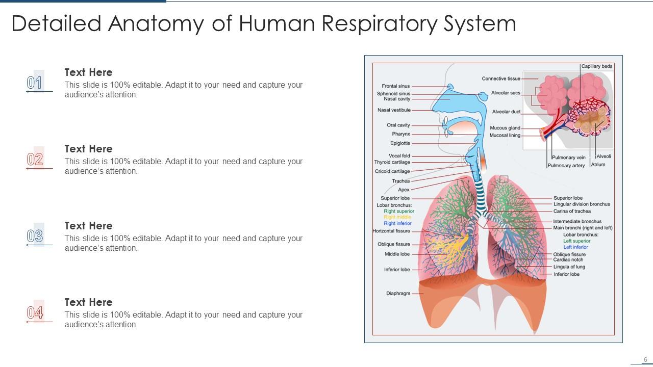 Anatomy Powerpoint Ppt Template Bundles | Presentation Graphics ...