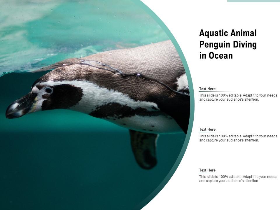 Aquatic animal penguin diving in ocean Slide01