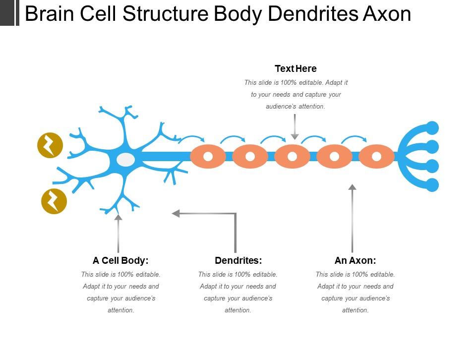 brain_cell_structure_body_dendrites_axon_Slide01
