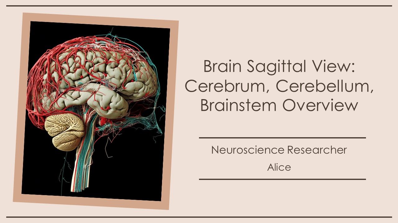 Brain Sagittal View Cerebrum Cerebellum Brainstem Overview PPT Example AT Brain Sagittal View Cerebrum Cerebellum Brainstem Overview PPT Example AT