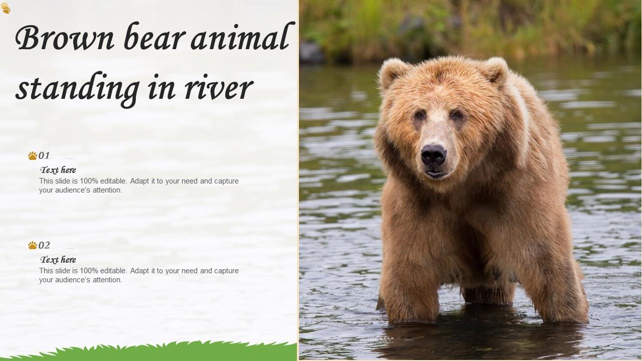 Brown Bear Animal Standing In River
