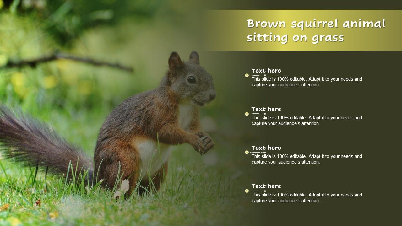 Brown Squirrel Animal Sitting On Grass