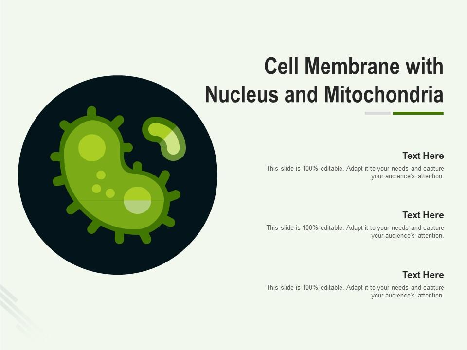 Cell membrane with nucleus and mitochondria Slide01