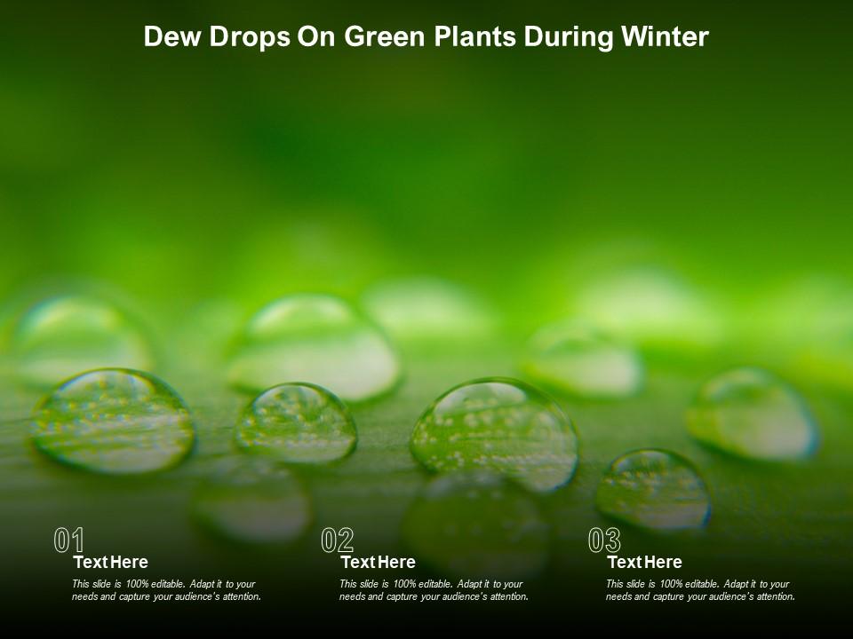 Dew drops on green plants during winter Slide00
