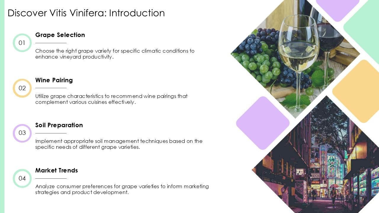 Discover Vitis Vinifera The Ultimate Grape Variety Guide PPT Template