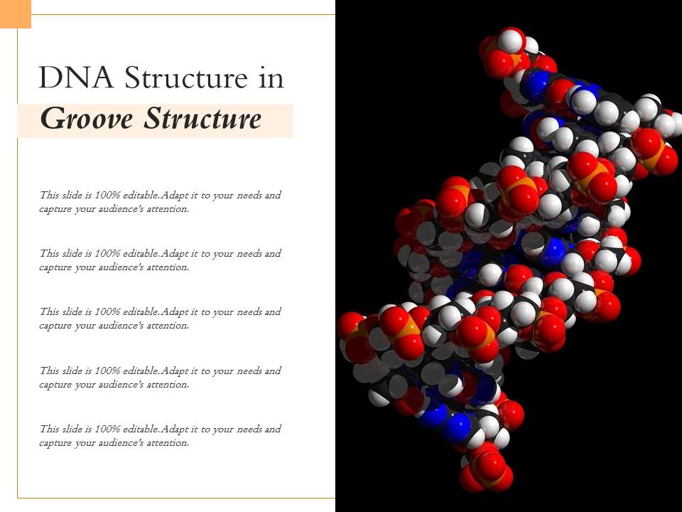 DNA Structure In Groove Structure Presentation Graphics