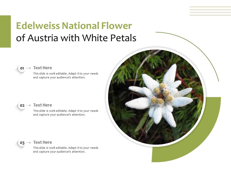Edelweiss National Flower Of Austria With White Petals | Presentation  Graphics | Presentation PowerPoint Example | Slide Templates