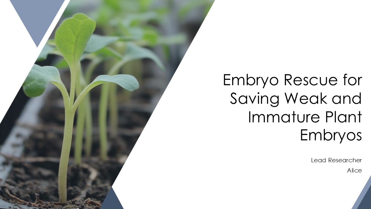 Embryo Rescue For Saving Weak And Immature Plant Embryos PPT Slides AT Embryo Rescue For Saving Weak And Immature Plant Embryos PPT Slides AT