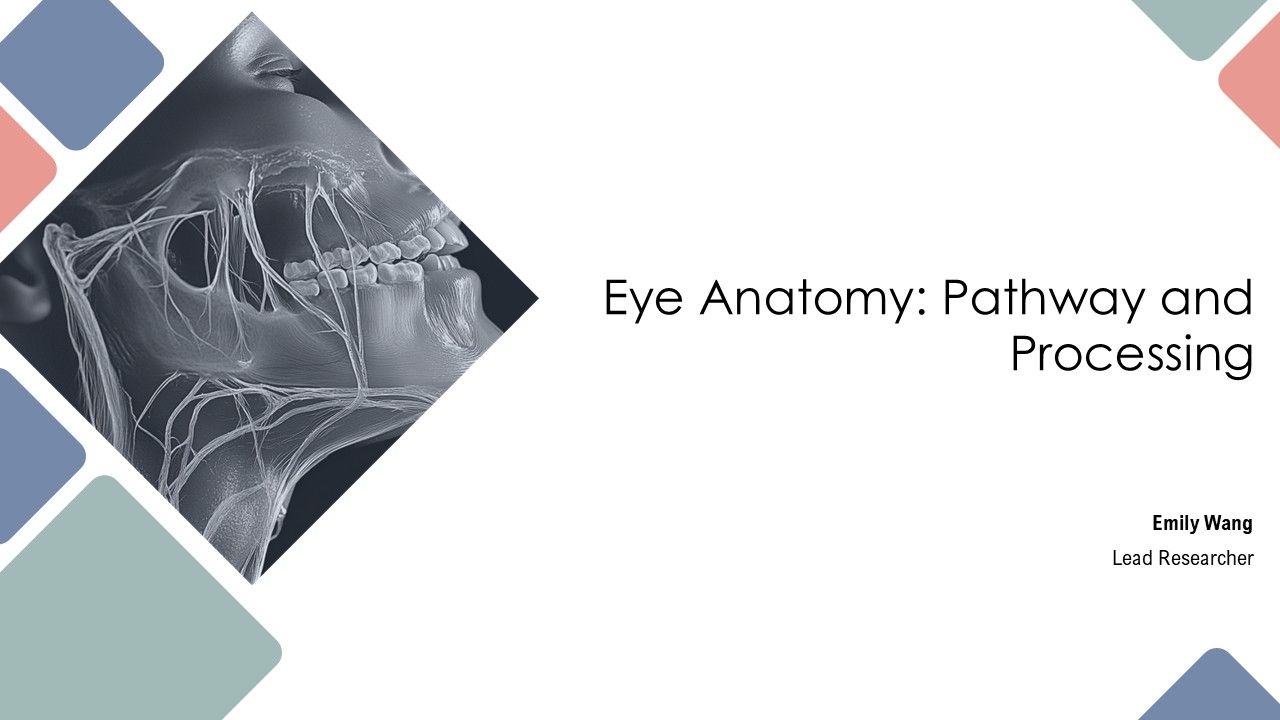 Eye Anatomy Pathway And Processing PPT Example AT Eye Anatomy Pathway And Processing PPT Example AT