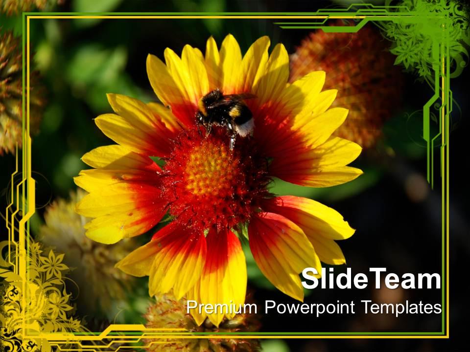 flower_with_honey_bee_nature_powerpoint_templates_ppt_themes_and_graphics_0213_Slide01