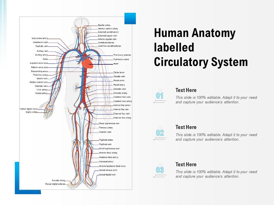 Human anatomy labelled circulatory system Slide01