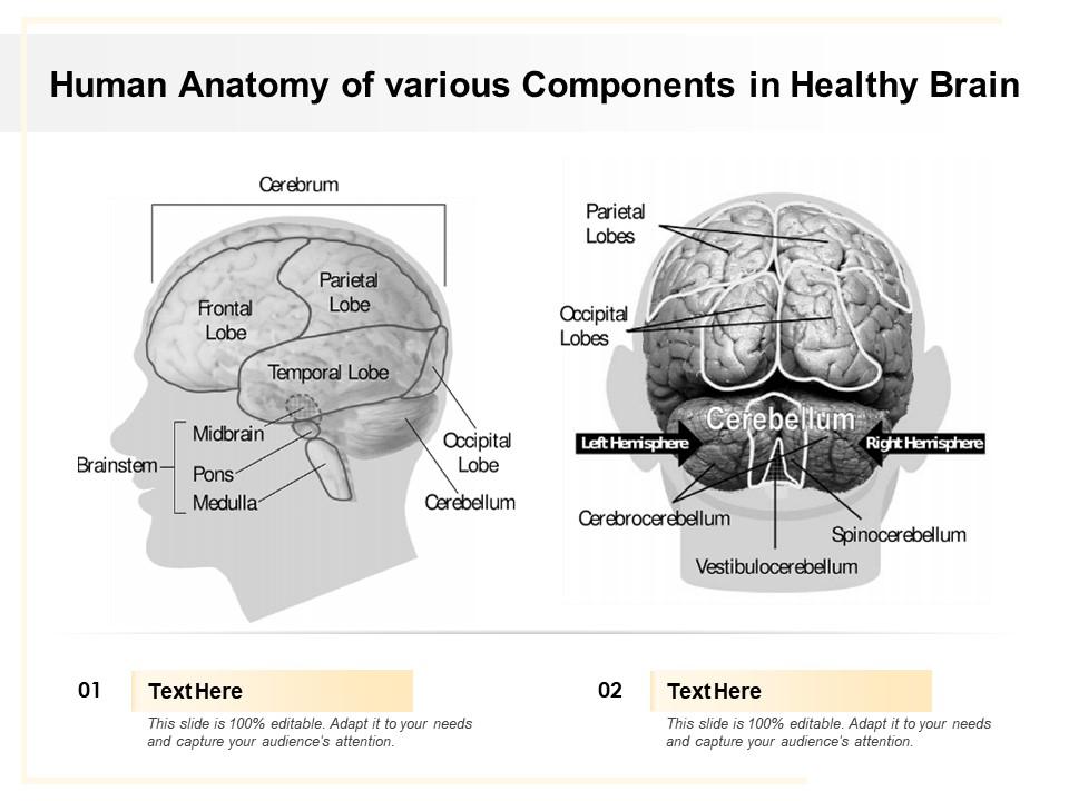 Human anatomy of various components in healthy brain