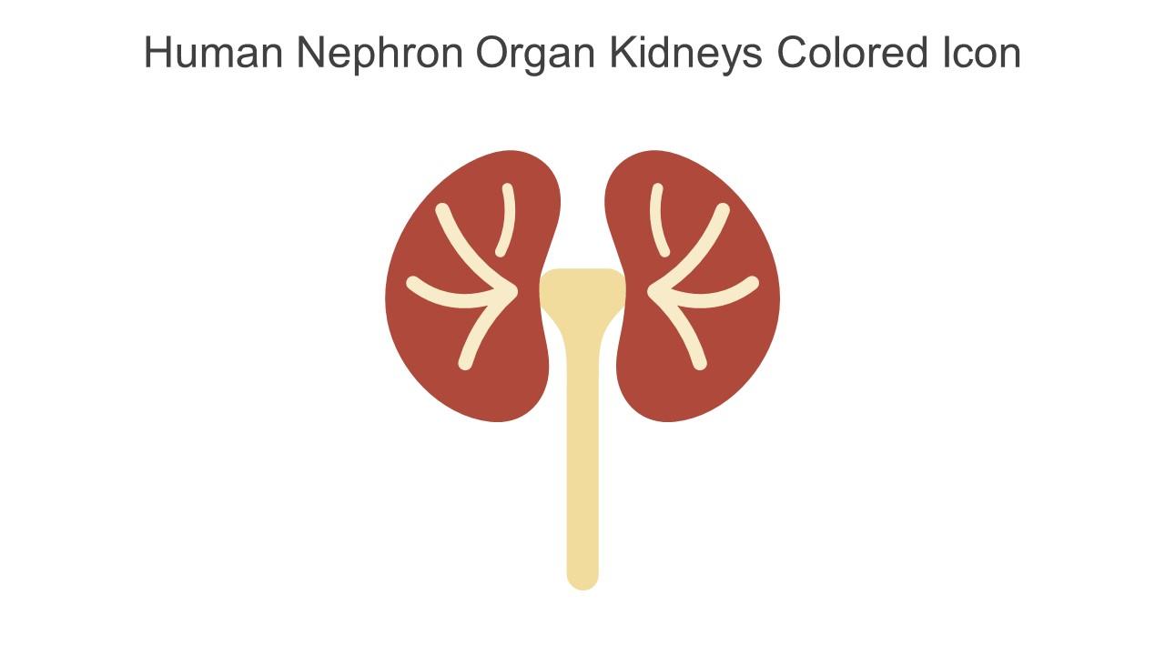 Human Nephron Organ Kidneys Colored Icon In Powerpoint Pptx Png And Editable Eps Format
