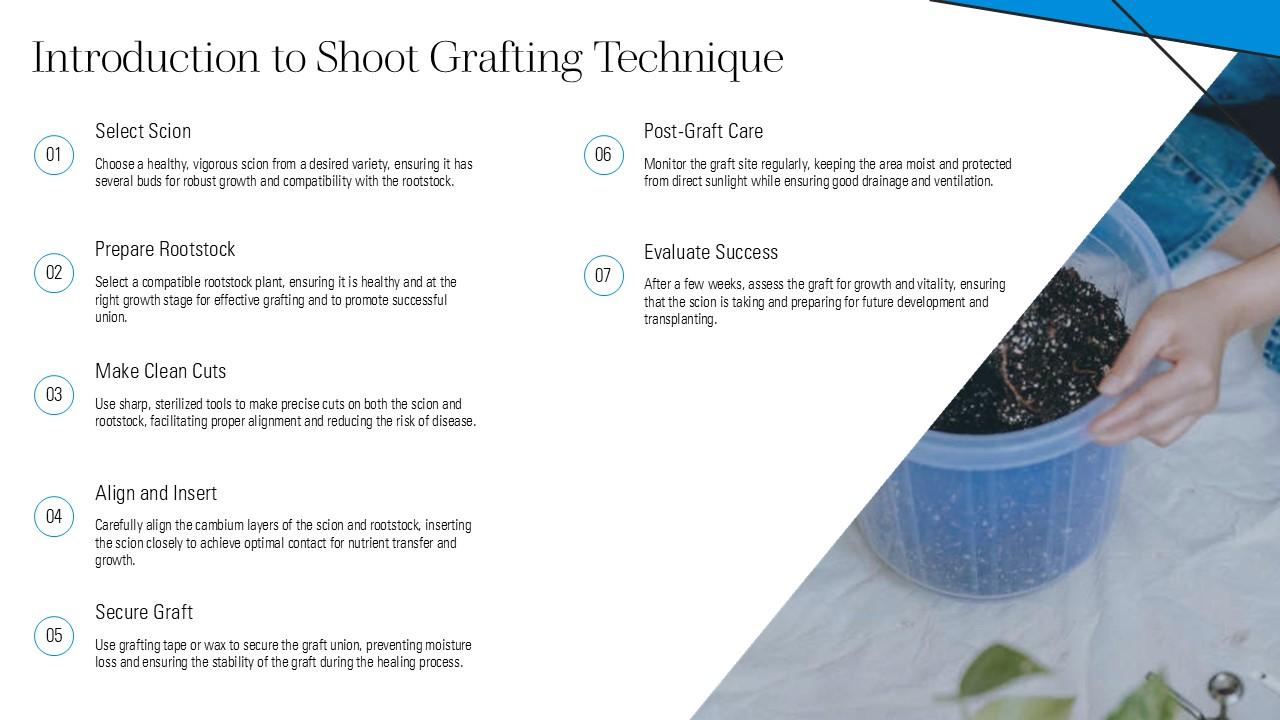 Introduction To Shoot Grafting Technique PPT Example ST AI SS PPT Example
