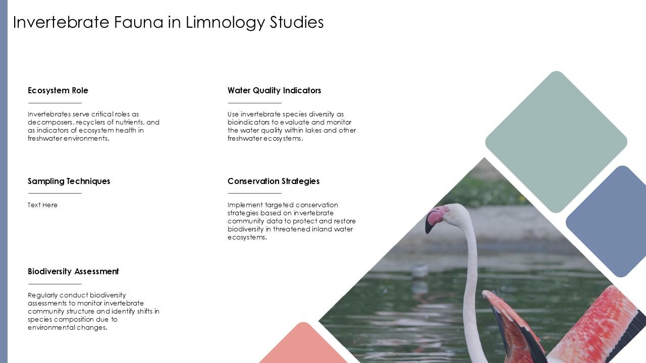 Invertebrate Fauna In Limnology Studies PPT PowerPoint ST AI SS PPT ...