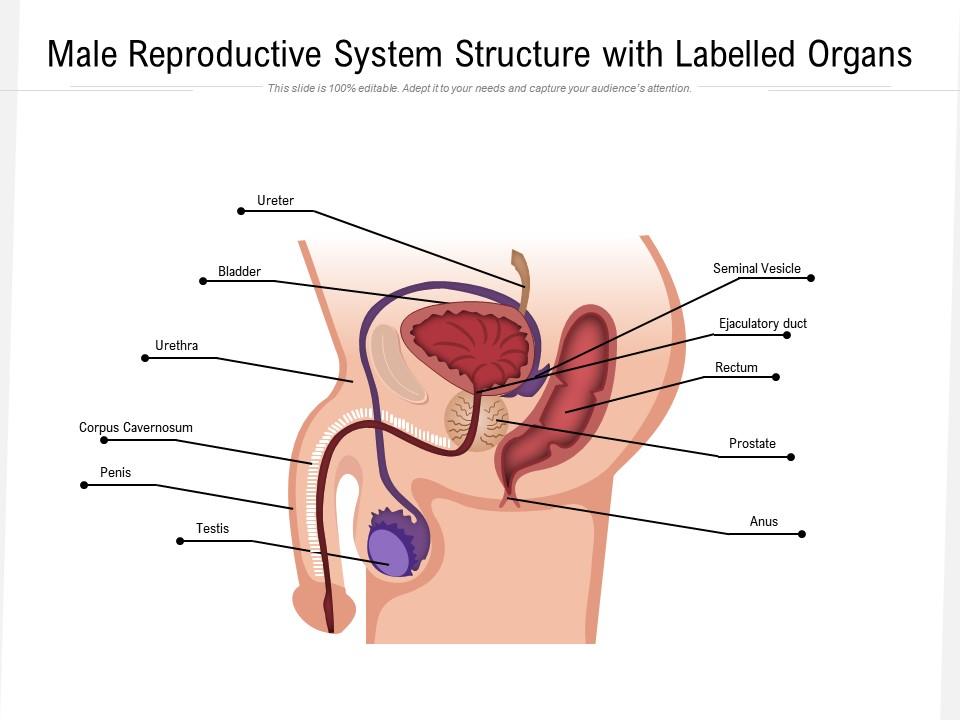 Male Reproductive System Structure With Labelled Organs ...