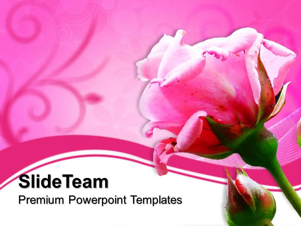 Nature pictures to download powerpoint templates pink rose beauty editable ppt slide designs Slide01