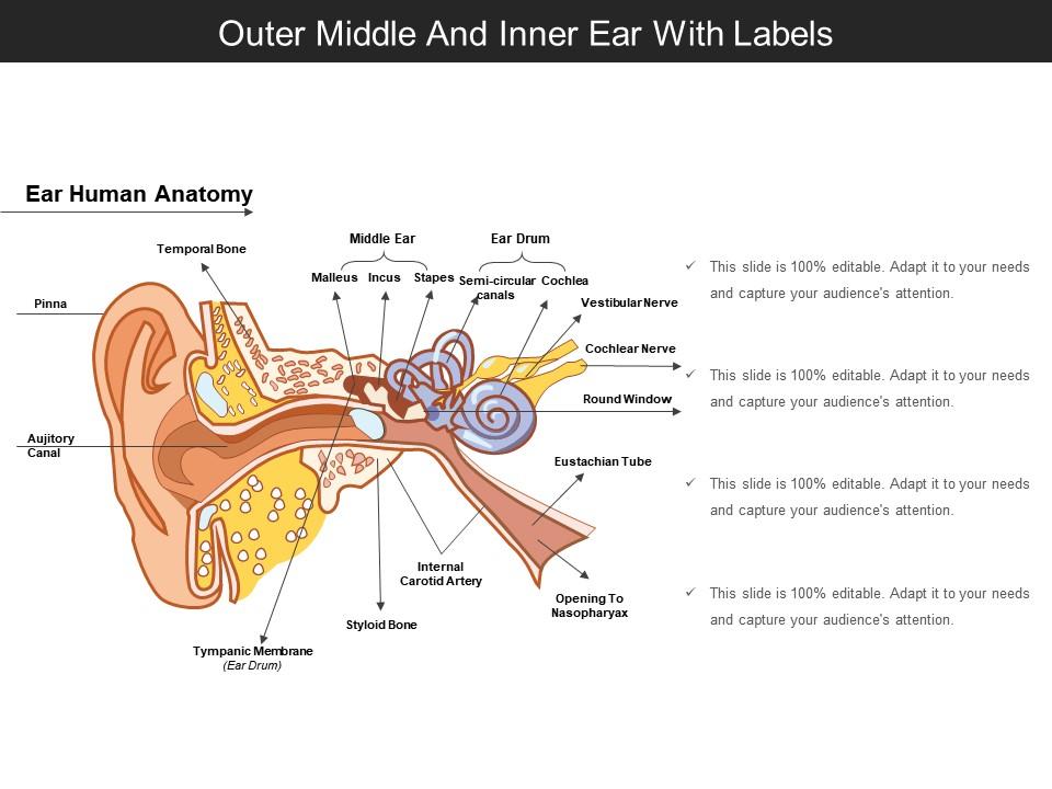 outer_middle_and_inner_ear_with_labels_Slide01