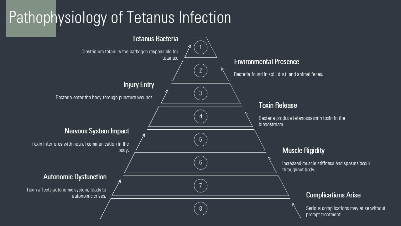 Tetanus Pathophys Pathophysiology Of Tetanus Infection Tetanospasmin PPT Sample ST AI SS ...