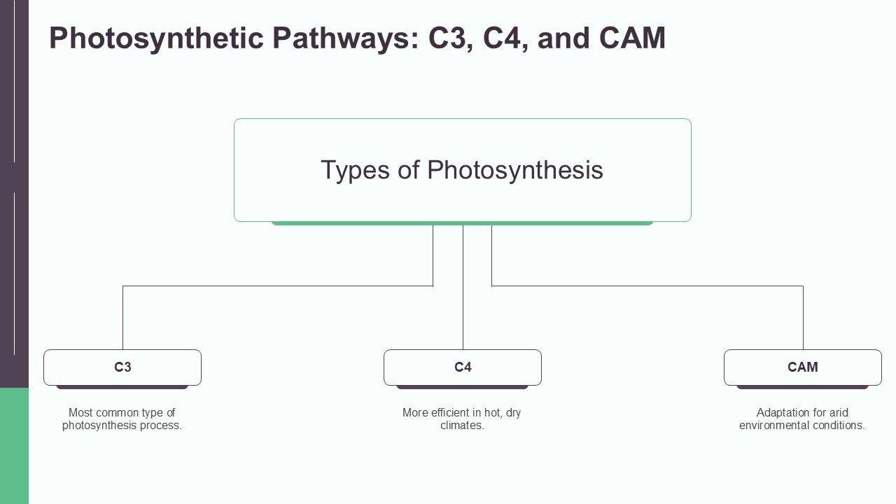 Photosynthetic Pathways C3 C4 And CAM ATP Photosynthesis PPT ...