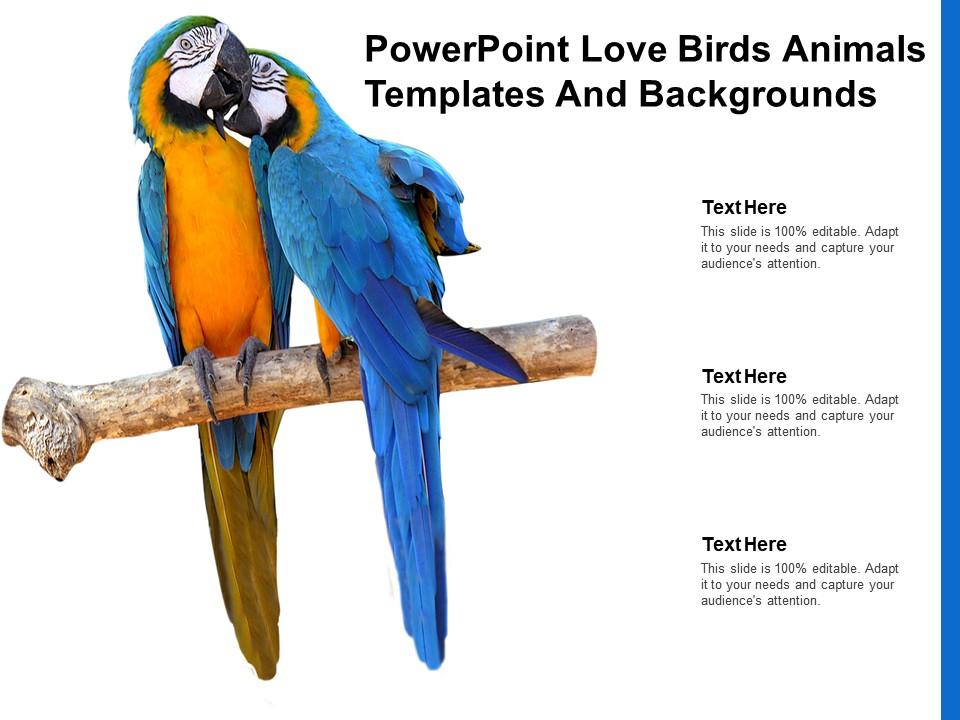 Powerpoint Love Birds Animals Templates And Backgrounds | Presentation  Graphics | Presentation PowerPoint Example | Slide Templates