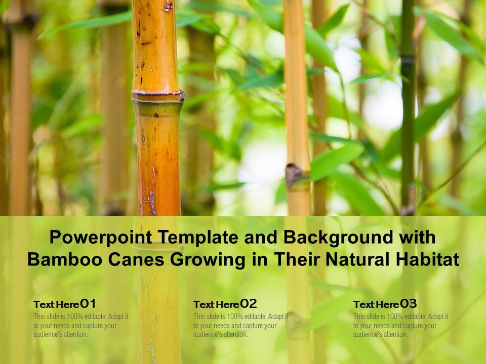 Powerpoint Template And Background With Bamboo Canes Growing In Their