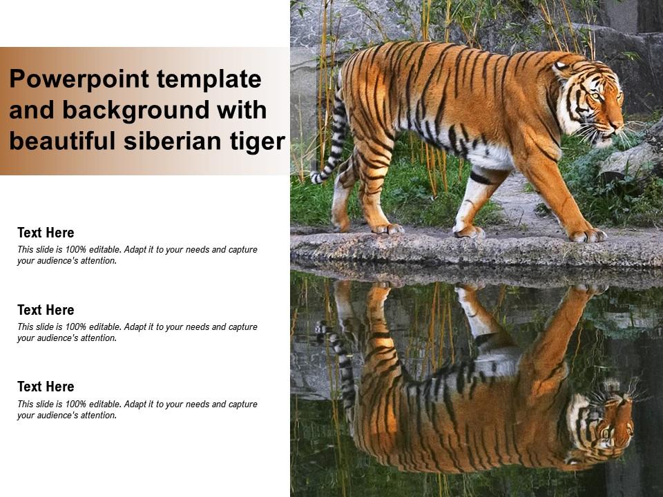 Powerpoint Template And Background With Beautiful Siberian ...