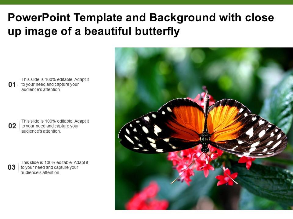 Powerpoint template and background with close up image of a beautiful butterfly Slide01