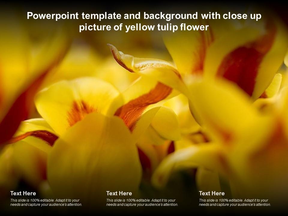 Powerpoint template and background with close up picture of yellow tulip flower Slide01