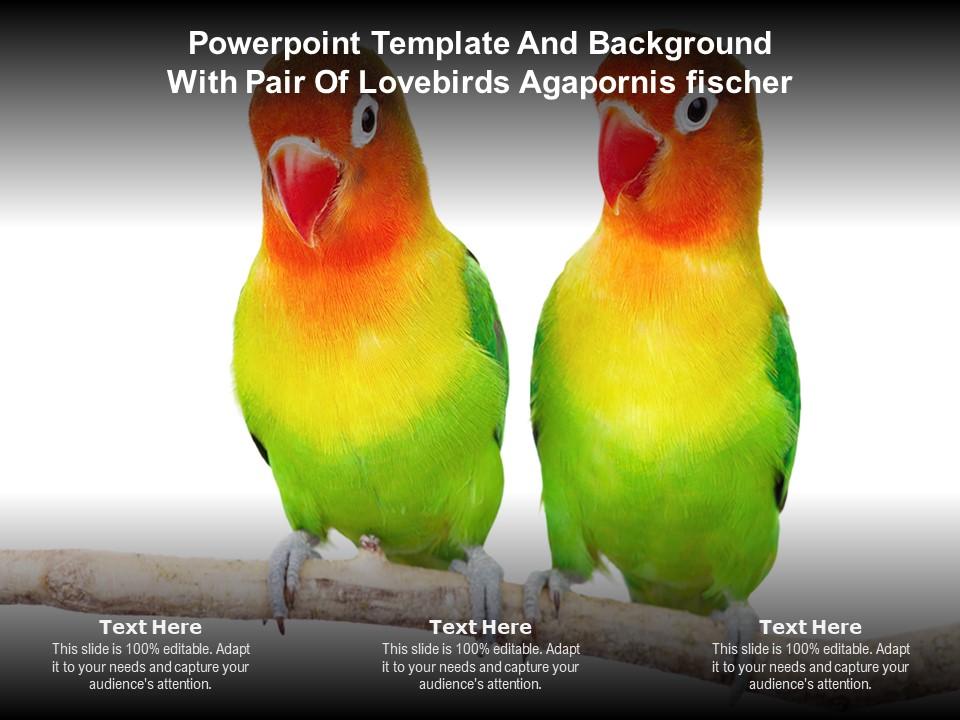 Powerpoint Template And Background With Pair Of Lovebirds Agapornis ...