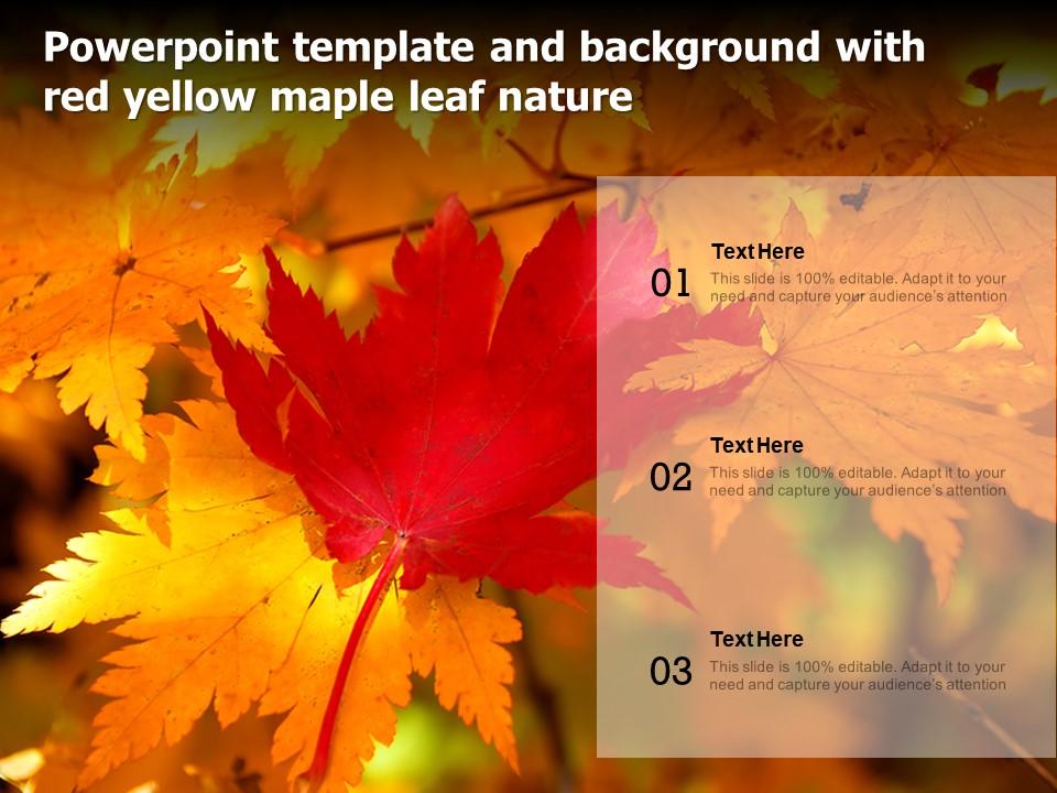 Powerpoint Maple Tree Background Powerpoint Template And Background With Red Yellow Maple Leaf Nature ...