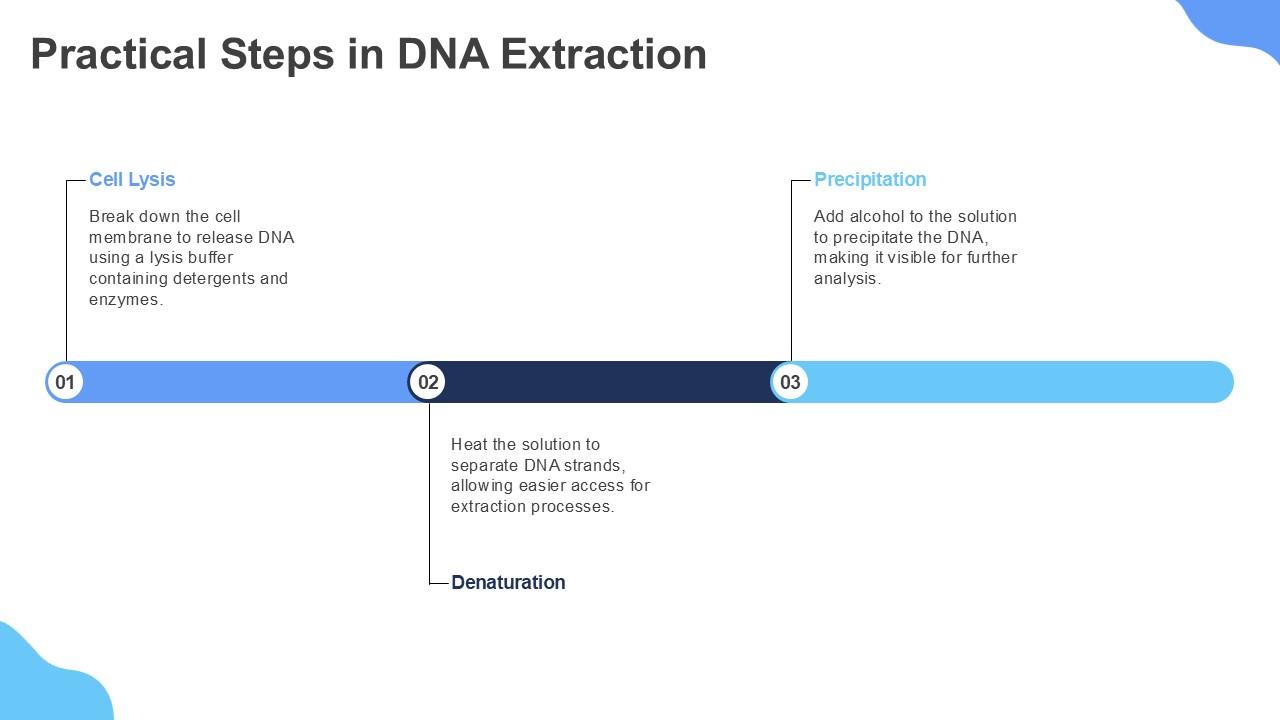 Practical Steps In DNA Extraction Denaturation Of In DNA Extraction PPT ...