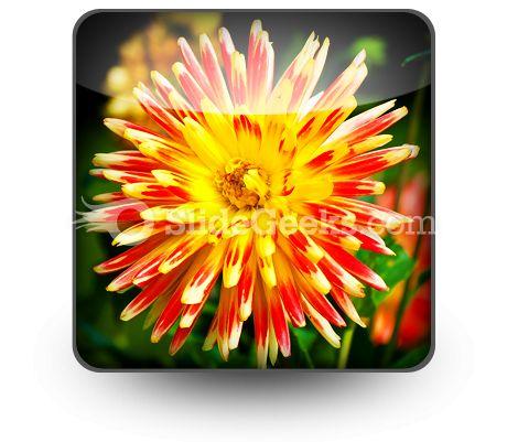 Dahlia Beauty PowerPoint Icon S  Presentation Themes and Graphics Slide01