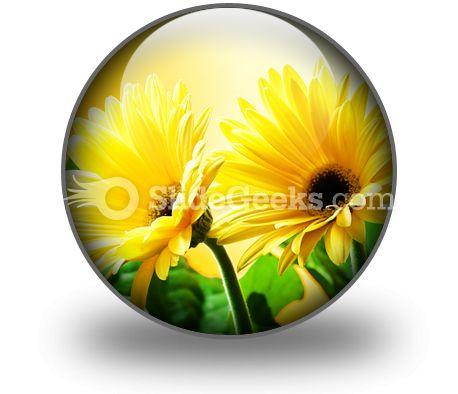 Yellow Daises PowerPoint Icon C  Presentation Themes and Graphics Slide01