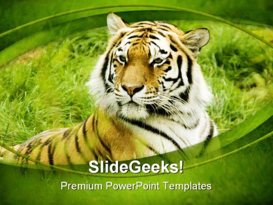 Amur tiger animals powerpoint templates and powerpoint backgrounds 0111 Slide01