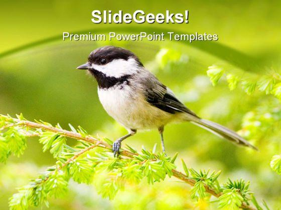 Chickadee animals powerpoint templates and powerpoint backgrounds 0211 Slide01