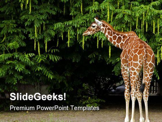 Giraffe Animals PowerPoint Templates And PowerPoint Backgrounds 0211 |  Presentation PowerPoint Images | Example of PPT Presentation | PPT Slide  Layouts