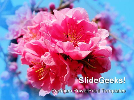 Pink explosion beauty powerpoint templates and powerpoint backgrounds 0311