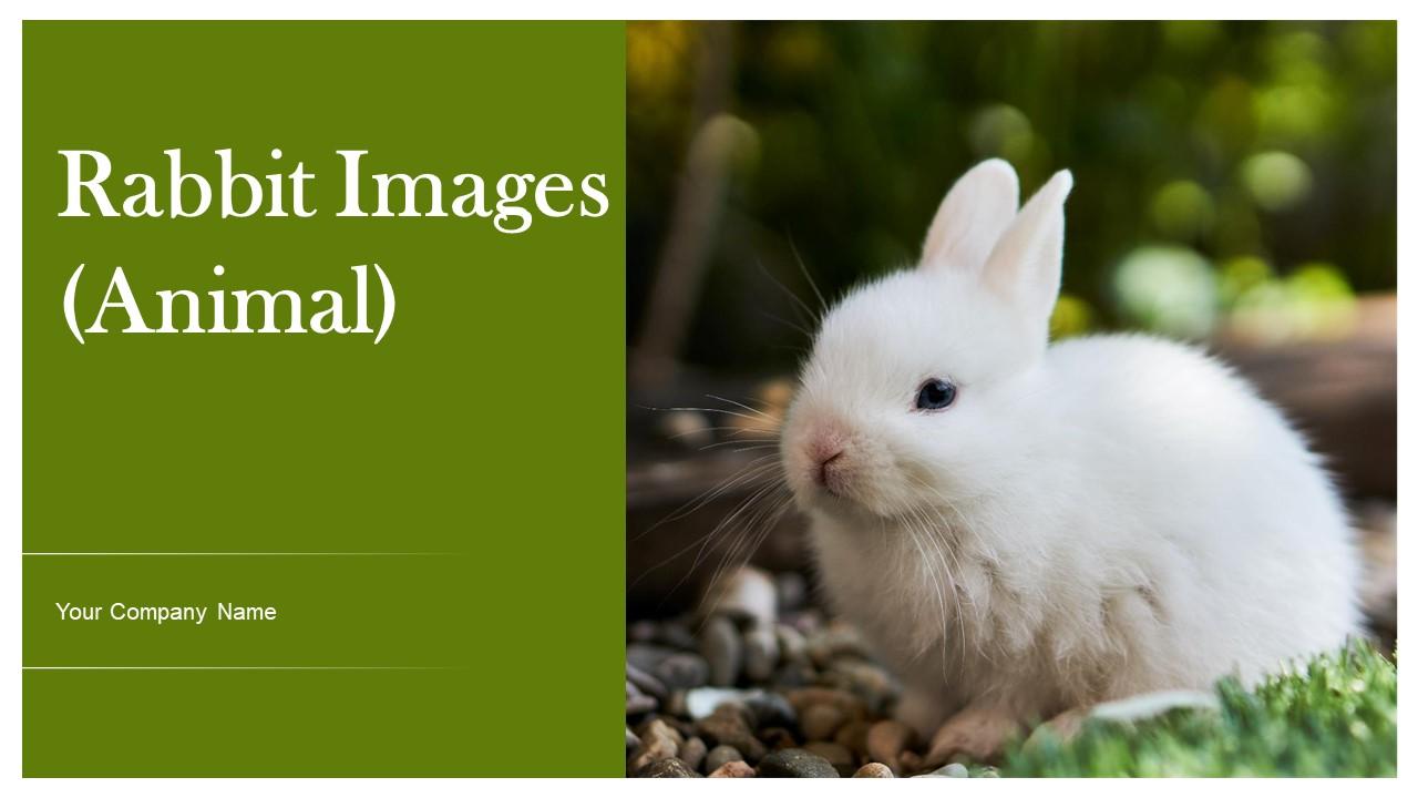 Rabbit Images Animal Powerpoint Ppt Template Bundles