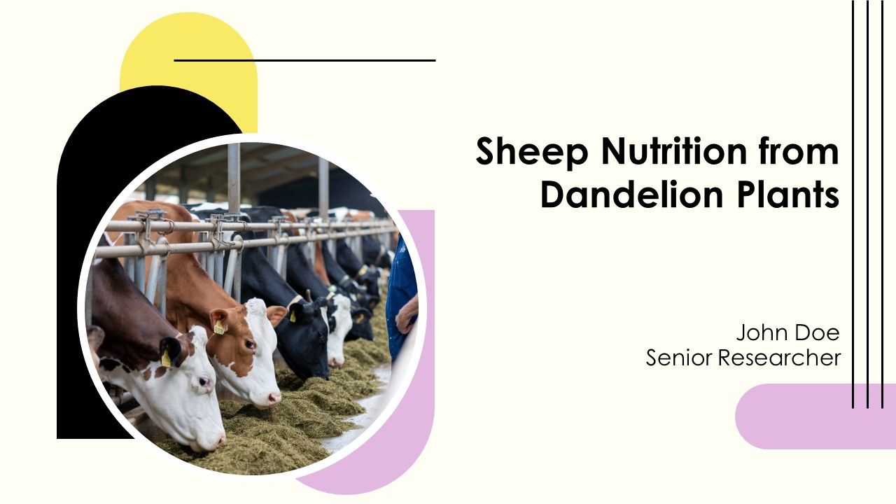 Sheep Nutrition From Dandelion Plants PPT Designs AT Sheep Nutrition From Dandelion Plants PPT Designs AT