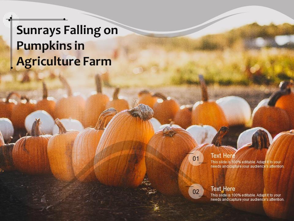 Sunrays Falling On Pumpkins In Agriculture Farm